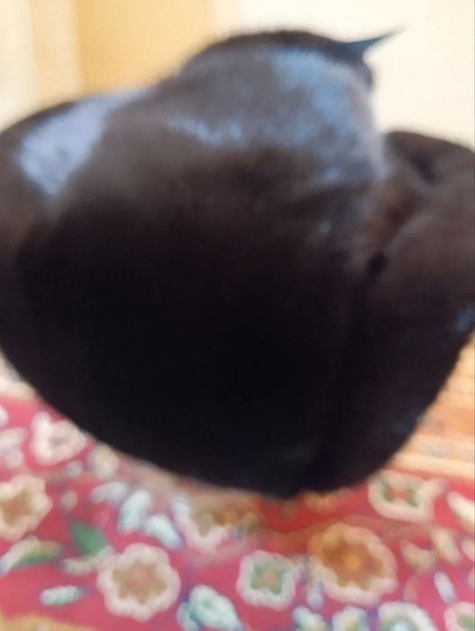 Norka telpaklar sotiladi