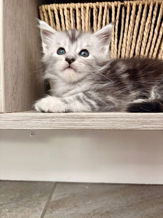 Maine coon cu pedigree