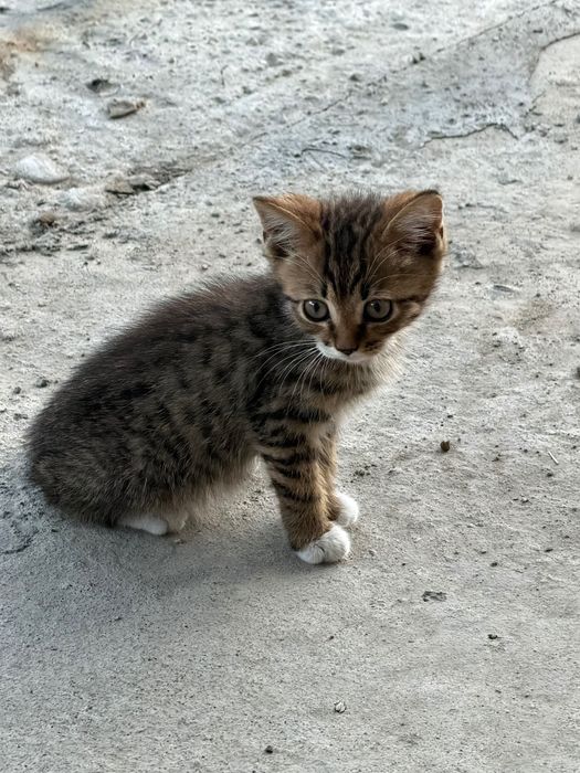 Отдадим котенка в хорошие руки