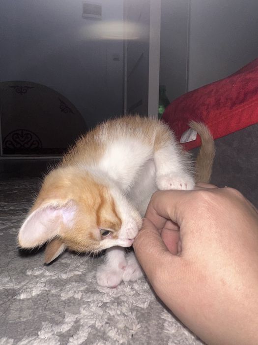 Отдам в хорошие руки