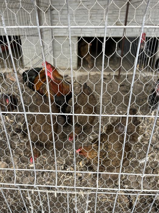 Vând păsări rasă pură Brahma Potârnichiu