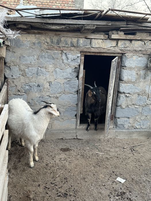 Продам торг есть