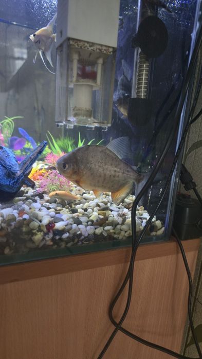 Пираньи красный паку