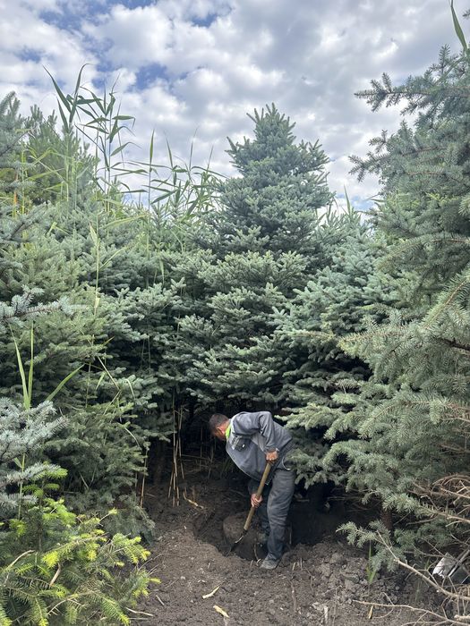 Бельгийские голубые ели, Альпийские Пихты, ёлки. Goluboy yel archalar