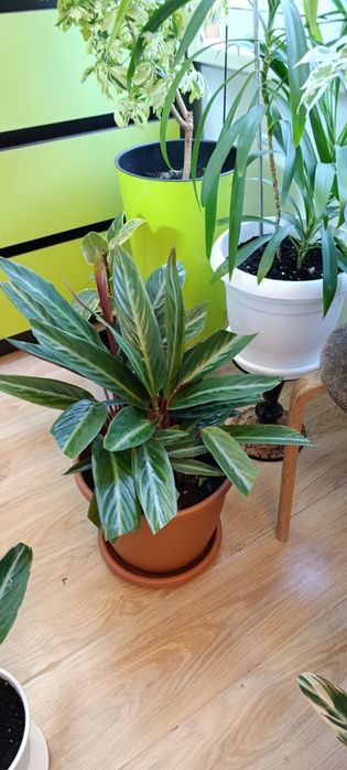 Продам строманту