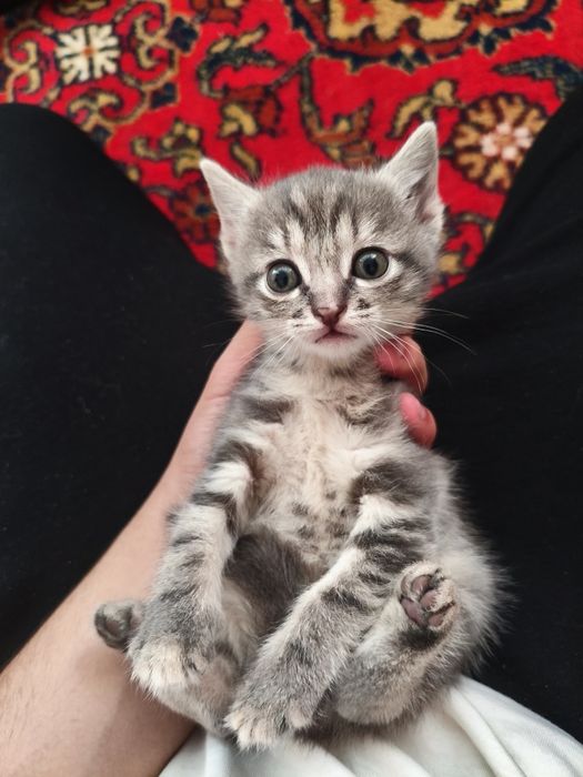 2 котость кошки .