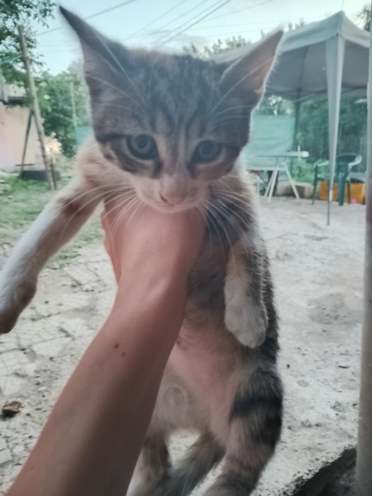 Подарявам малки котета