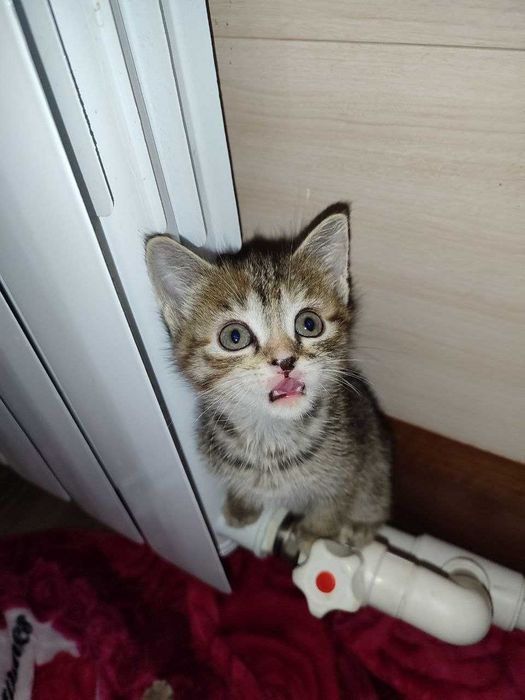 Отдам милых котят