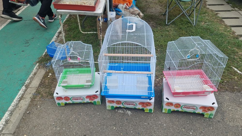 De vânzare diferite feluri de papagali si hamsteri pitici