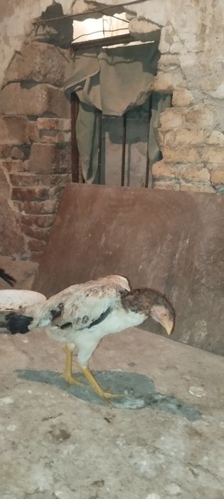 Дакан хўроз ва Товуқ  сотилади