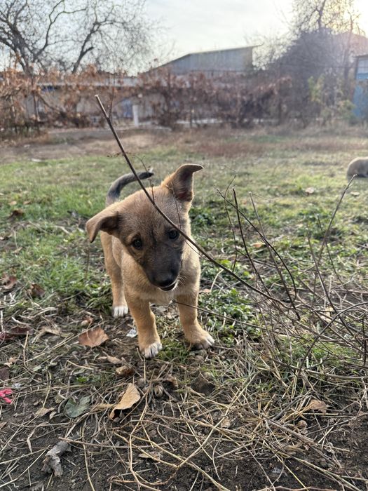 Отдам в добрые руки