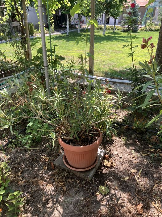 Лянове бели и червени 1.2 м