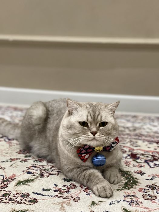 Вязка кошек. Nasl olishga mushuk. O’gil bola.Shinshila 3yosh.