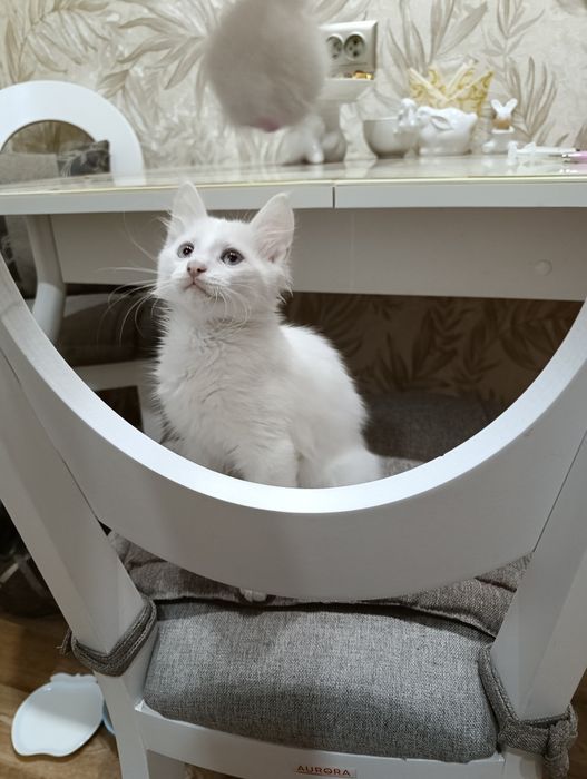 Отдам котёнка в добрые руки.