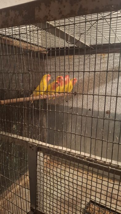 Попугаи неразлучники