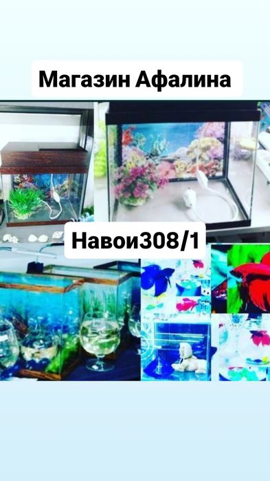 Аквариум в Афалине.навои торайгырова