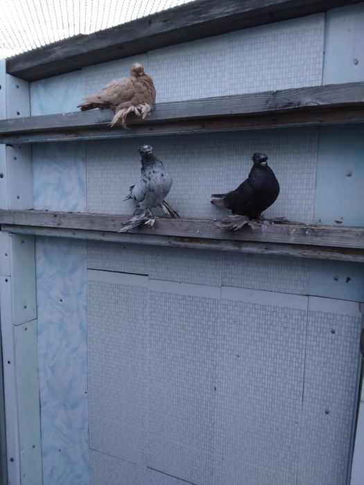 Продам голубей разных пород