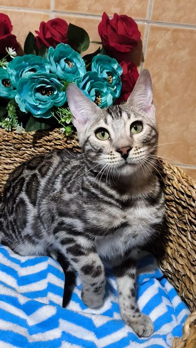 Бенгальский  СЕРЕБРЯНЫЙ мальчик