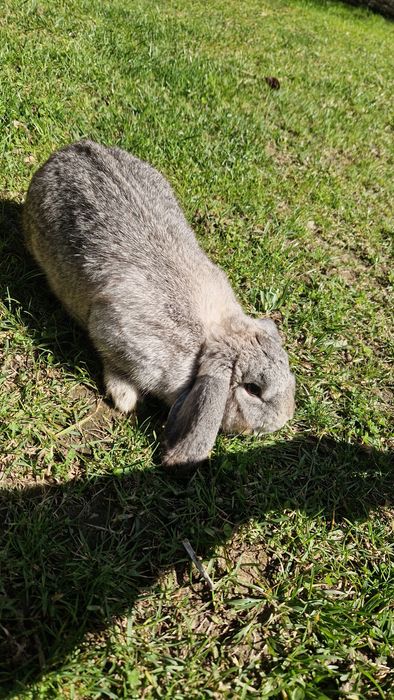 Vând iepure gingaș și blând