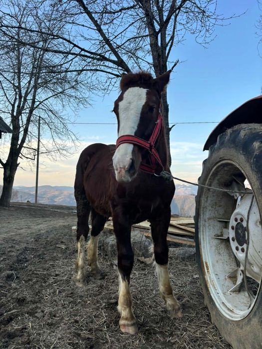 Mânz de vânzare cuminte
