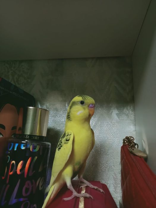 продам попугая  за 6500