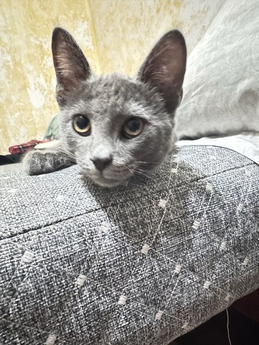 продам котенка !!!