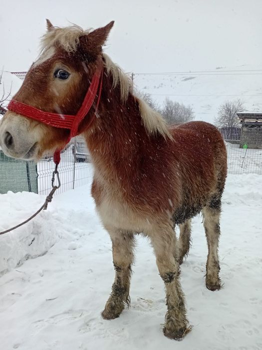 Maza de vânzare  ardeneza
