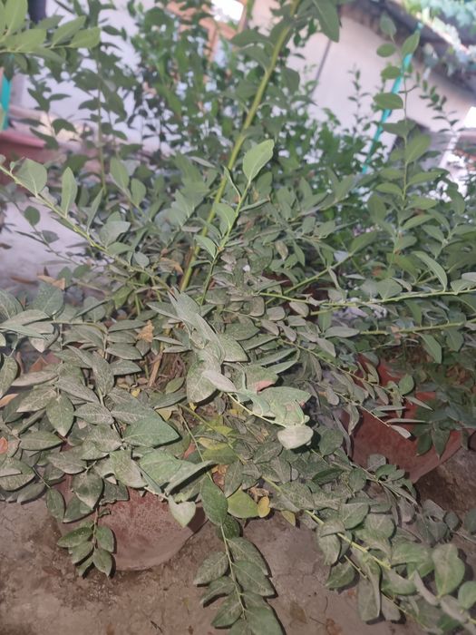 Голубика кучатлари