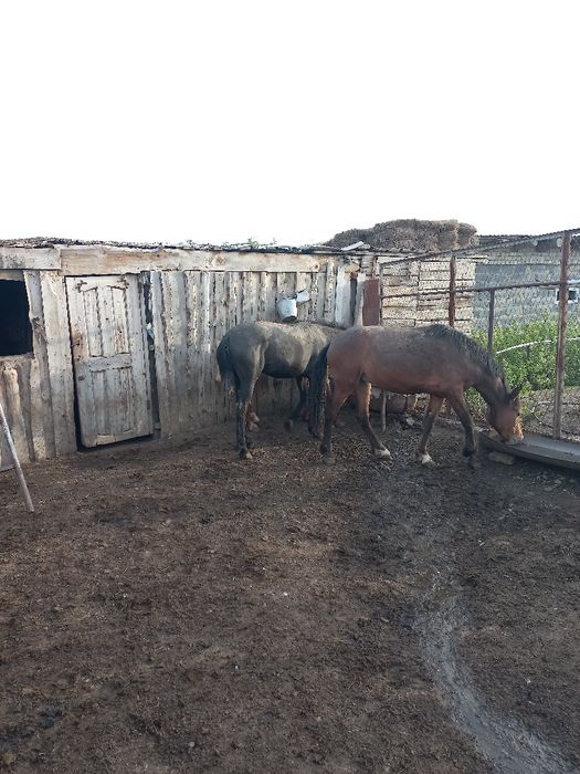 Құнан Дөнендер екі жарым сасар