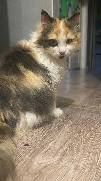 Отдам в добрые руки котёнка