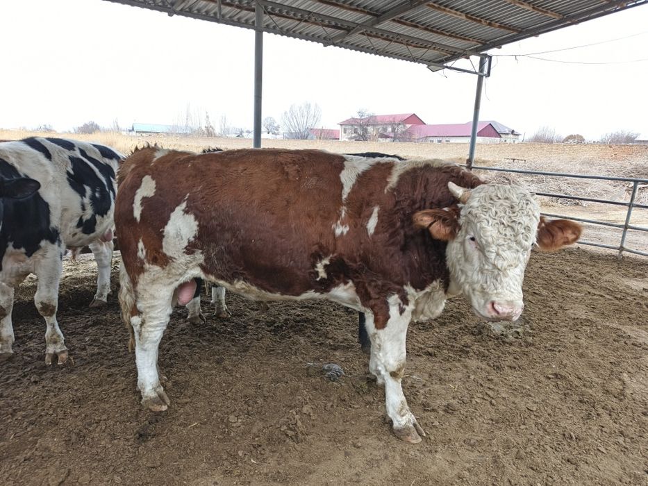 сментал 1.7 ойлик