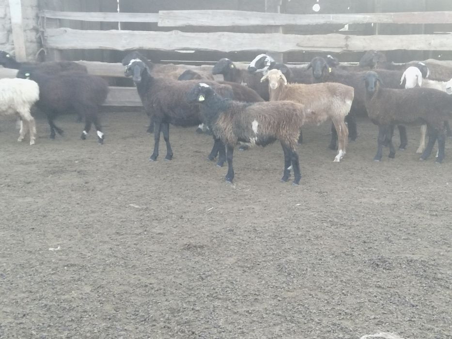 10 бас баглан сатылады