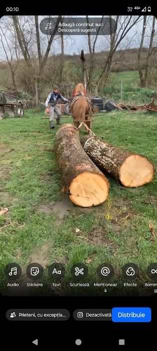 Vând cal castrat de 8 ani garantat de ham