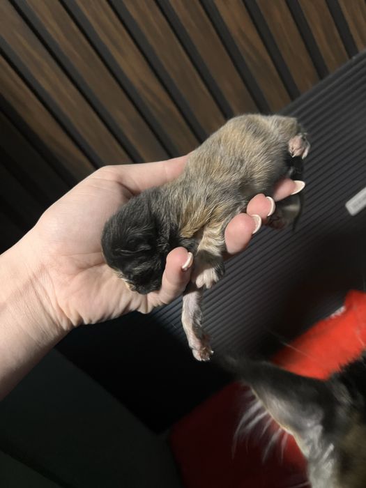 Продам Мейн Куна девочку