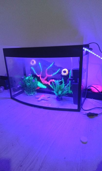 Акфоруюм сотилади янги олинган 2 баликчасини текинга кушиб бераман