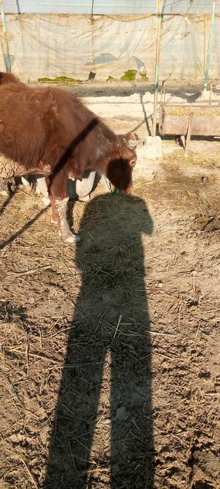 Бука сотилади уйни моли