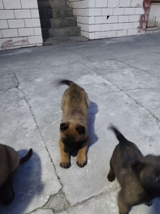 Продам малинуа бельгийский овчарка