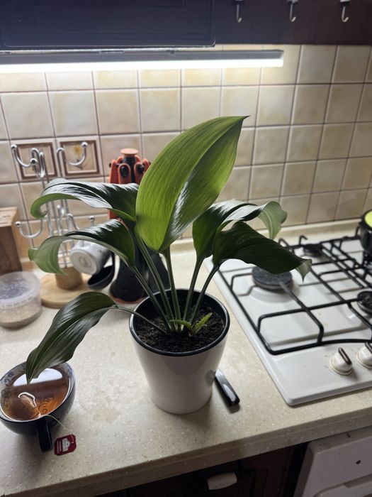 Шикарный Эухарис