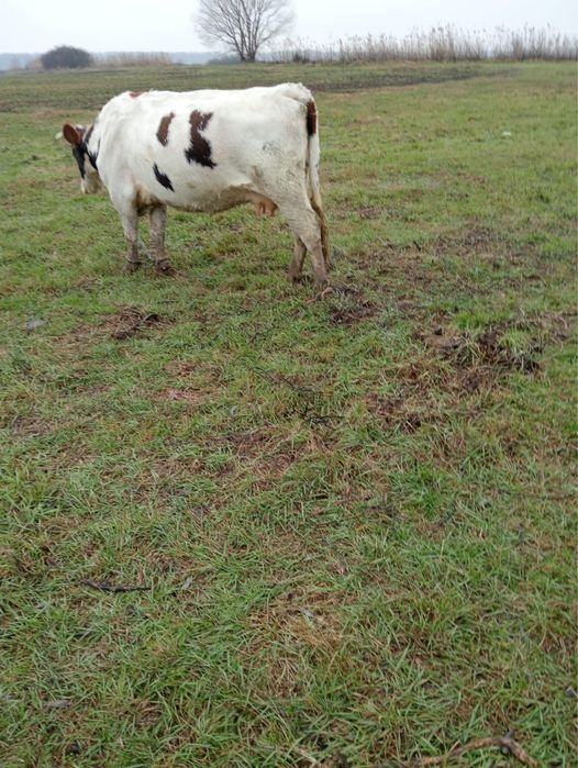 Vand vacă tânără de abator !