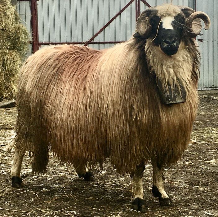 Oi breze de vânzare