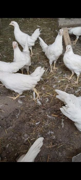 Продам кур легорн
