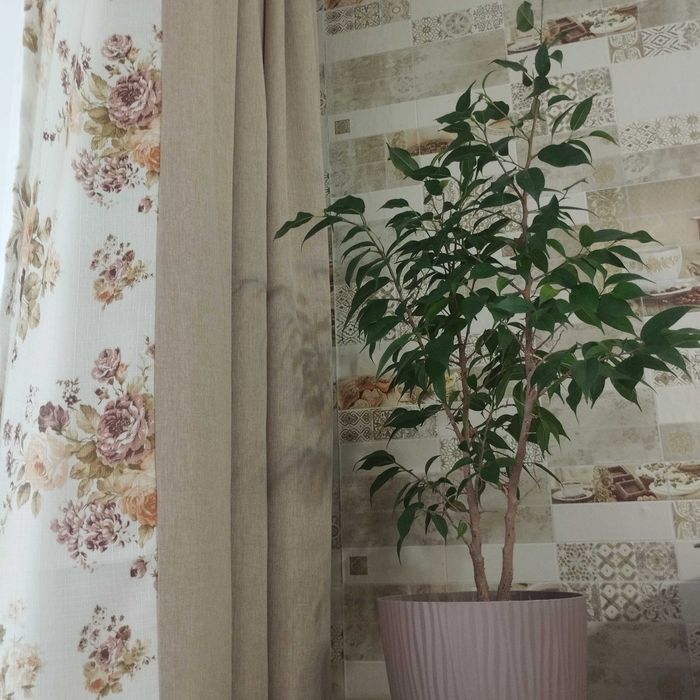 Продам домашние цветы