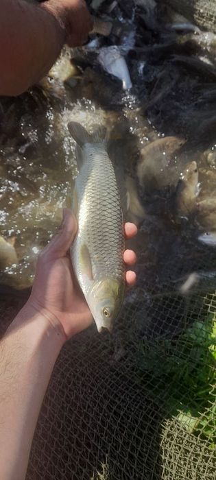 Ассалому аллейкум