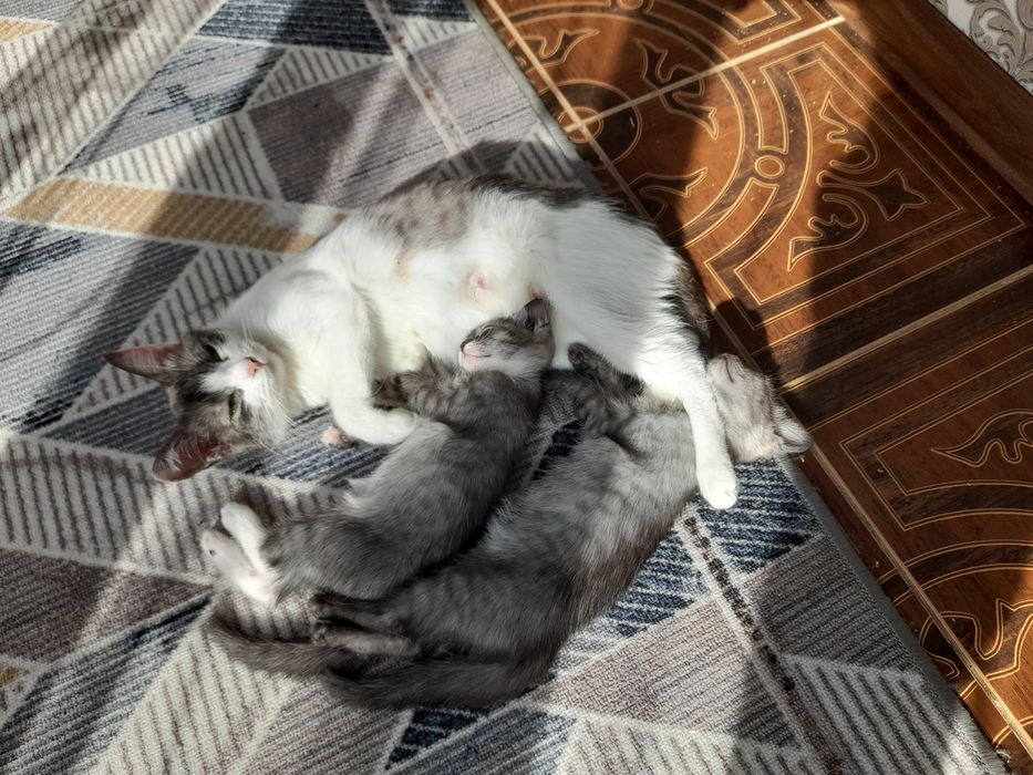 Котята бесплатно