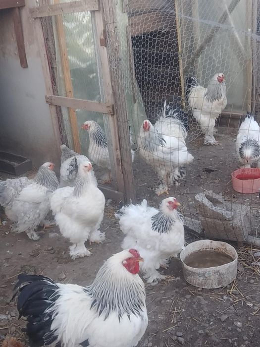 Oua de incubat gaini brahma