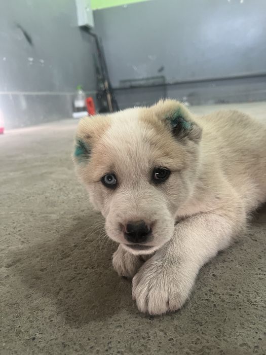 Бури болачаси 1 ойлик