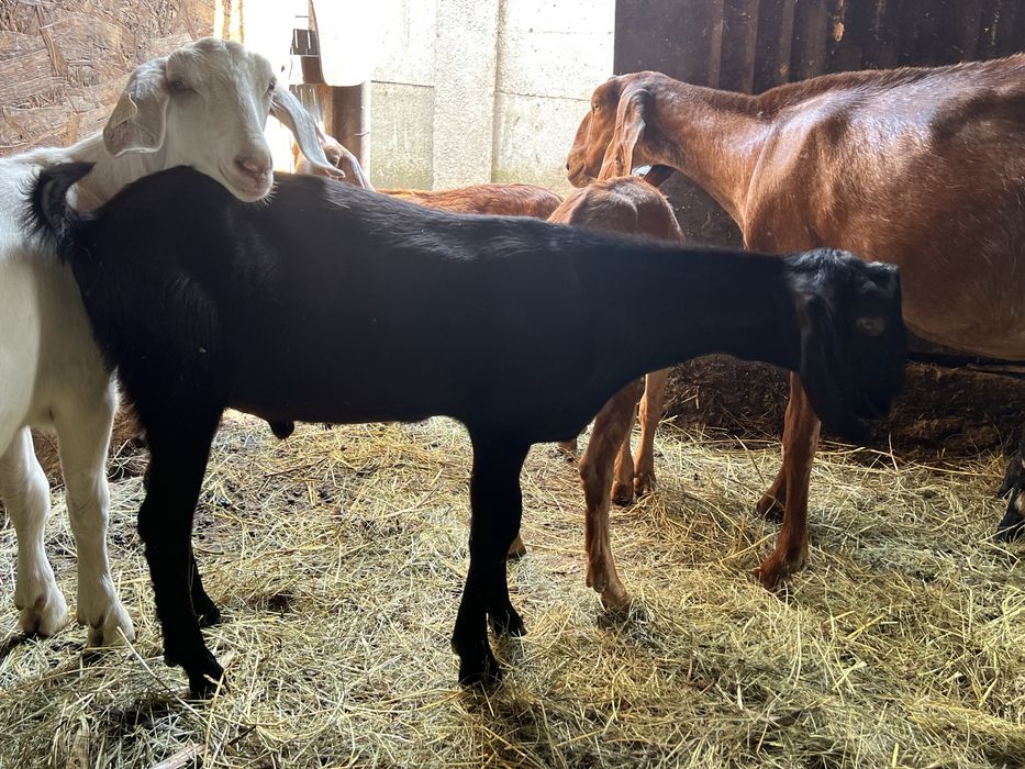 Pereche tap si iada anglonubian