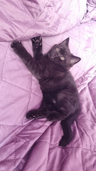 Котёнок шотландец Скотиш фолд