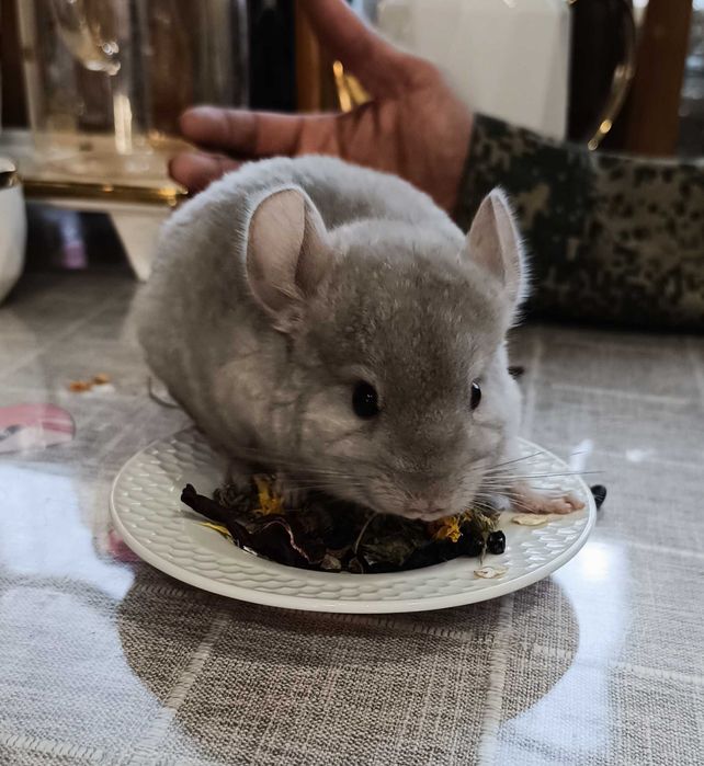 Шиншилла пастелевого окраса