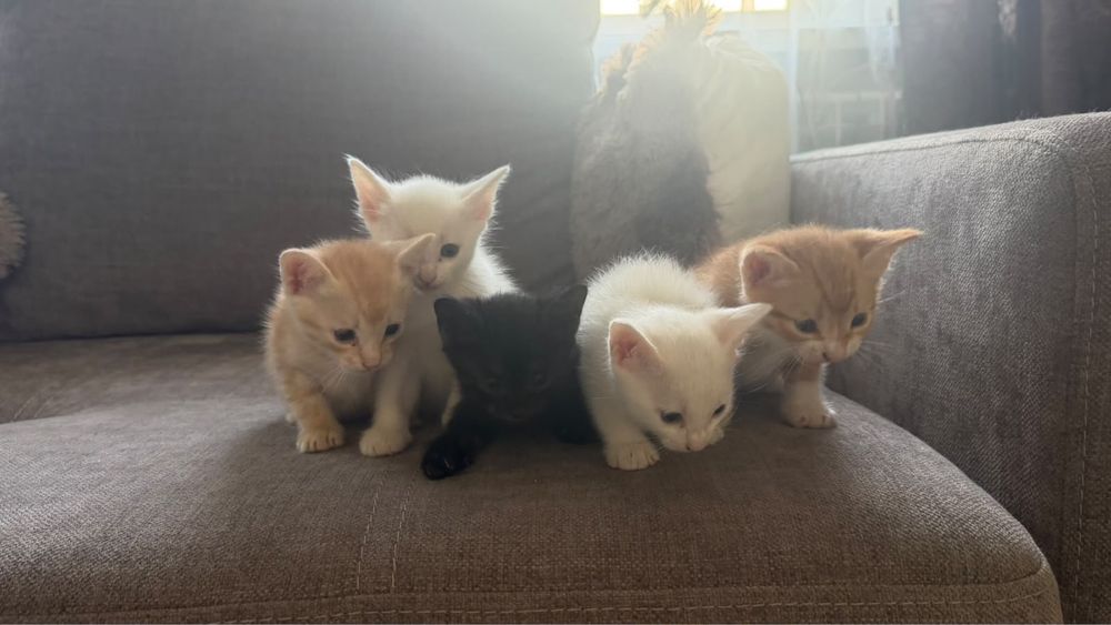 Котята бесплатно отдам